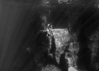 In mostra a Roma ‘Le Trésor du Poisson’ e ‘Riviera Ludica’ di Viola Damiani