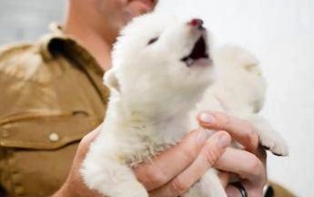 “Ricreato un lupo estinto da 10mila anni”, l’annuncio choc e il video
