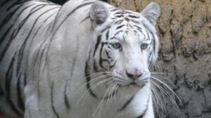 Tragedia allo zoo in Ucraina, tigre bianca sbrana e uccide un uomo