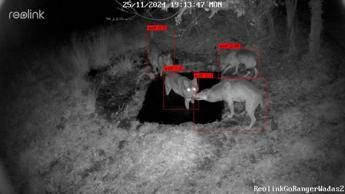 WADAS, l’AI protegge la fauna selvatica: il progetto sperimentale nel Parco Nazionale d’Abruzzo