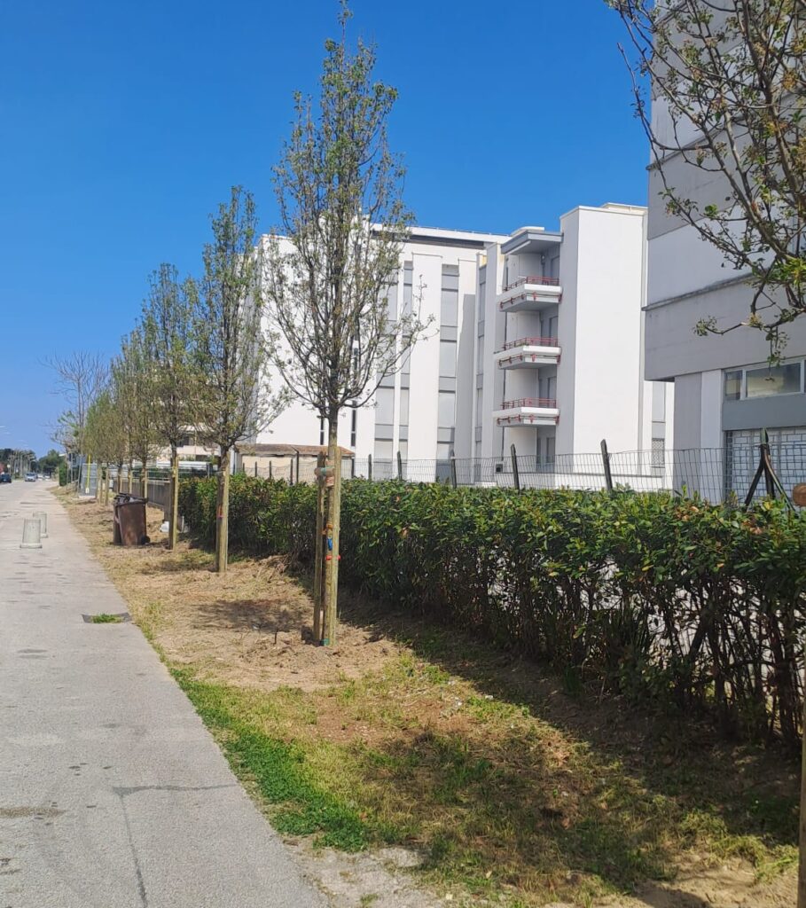 Martinsicuro, piantumate 13 nuove alberature in via Don Sturzo