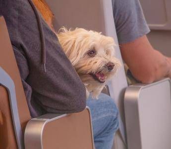 Animali in cabina sugli aerei, ‘preoccupazione’ da Federasma e allergie