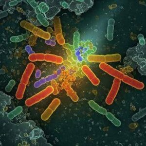 Batterio ingegnerizzato degrada cinque inquinanti organici