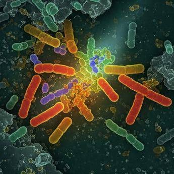 Batterio ingegnerizzato degrada cinque inquinanti organici