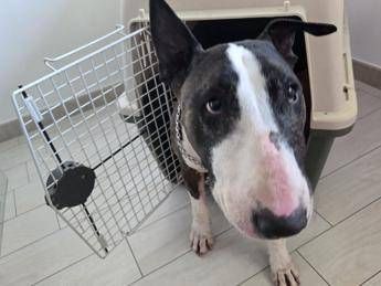 Cani e gatti in aereo, arriva la svolta: nuove regole, cosa cambia