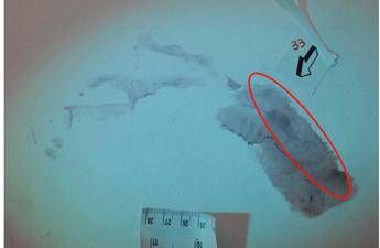 Caso Garlasco, procura mette la parola fine su impronta 33: non c’è sangue