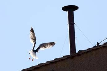 Conclave, l’ornitologo: “Il gabbiano sul comignolo è a casa sua e non teme la folla”