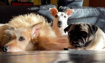 Eurispes: “Italiani contrari a vivisezione, caccia, pellicce e uso degli animali nei circhi”