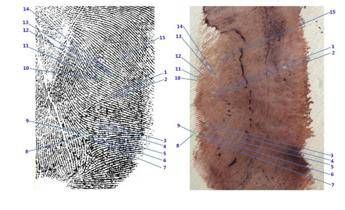 Garlasco, una impronta di Sempio su 8 utili: tre sono di un falegname