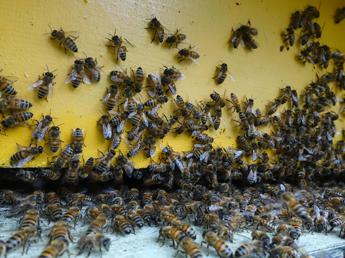 Giornata mondiale delle api, Wwf: “Oltre il 40% degli impollinatori rischia l’estinzione”