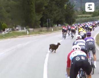 Giro d’Italia, una capra taglia la strada al gruppo – Video