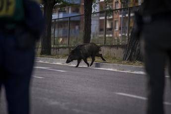 Isola d’Elba, cinghiale attraversa la strada all’improvviso: motociclista muore nello scontro