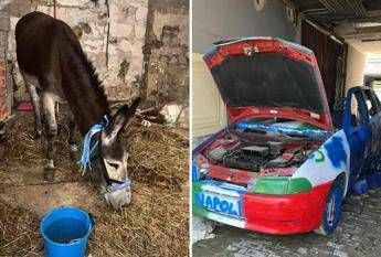 Napoli-Cagliari, l”asino azzurro’ e l’auto tricolore: i sequestri verso lo scudetto