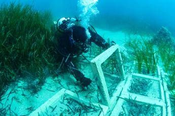 Terna ha concluso il trapianto di Posidonia oceanica nell’approdo di Terra Mala