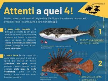 Alieni invasivi, riparte la campagna ‘Attenti a quei 4!’