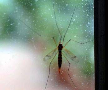 Da Dengue a West Nile incombe minaccia zanzare, appello igienisti ai Comuni