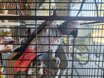 Fuggito nel 2018, il pappagallo Gino torna a casa dopo 7 anni