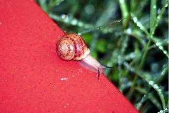 Lumache killer, allarme infezioni nei cani: dobbiamo preoccuparci?