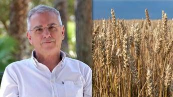 Nutriente, versatile e senza glutine, cos’è il ‘Grano de oro’