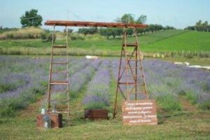 Roma profuma di lavanda: torna la terza edizione della Festa al Lavandeto