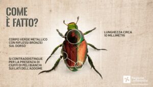 Allarme scarabeo giapponese, ha colpito Piemonte e Lombardia: perché è una minaccia