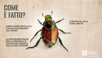 Allarme scarabeo giapponese, ha colpito Piemonte e Lombardia: perché è una minaccia