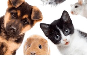 Animali, Delivero: cresce di oltre il 1300% domanda di pet food e prodotti correlati