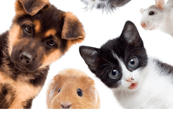 Animali, Delivero: cresce di oltre il 1300% domanda di pet food e prodotti correlati