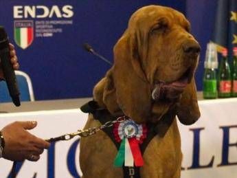 Bruno, cane eroe ucciso con boccone pieno di chiodi