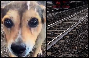 Cagnolina legata sui binari e uccisa, la confessione choc: “Mi hanno chiesto di farlo”