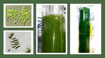 ‘Concerti’ di ultrasuoni per le microalghe per aumentare la produzione