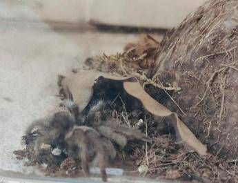 Milano, trovata una tarantola in strada