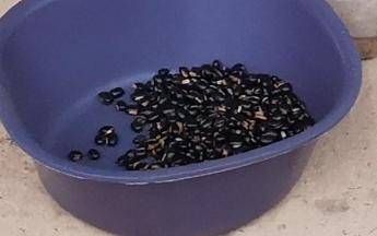 Mucuna Pruriens, tutti i benefici del legume tropicale utilizzato anche per il Parkinson