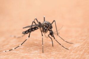 Nel Lazio primi 2 casi autoctoni di West Nile, oggi cabina di regia in Regione