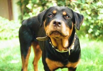 Pisa, donna morsa al volto dal rottweiler di famiglia