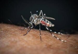 Sos Dengue e Chikungunya, aumentano i casi autoctoni: la mappa del rischio in Italia