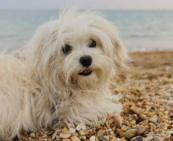 Spiagge, dall’accesso con i cani al gioco a pallone ecco il vademecum dei diritti dei bagnanti