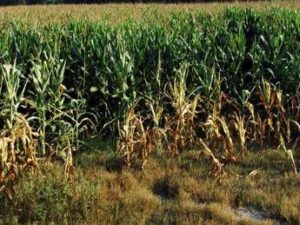 Vicenza, bracciante agricolo trovato morto in un campo di mais a Sossano