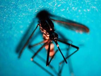 West Nile, altre due vittime: nel Lazio e in provincia di Caserta