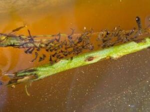 West Nile, l’esperta: “Il virus ‘viaggia’ sulla zanzara Culex e circola anche al Sud”