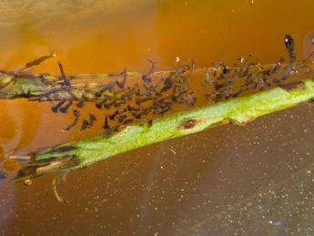 West Nile, l’esperta: “Il virus ‘viaggia’ sulla zanzara Culex e circola anche al Sud”