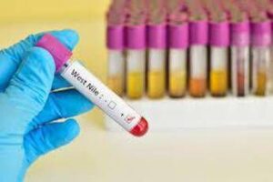 West Nile, medici ambiente: “+250mila morti l’anno per malattie da clima entro 2050”