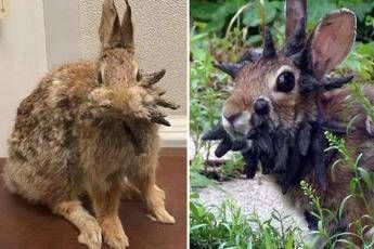 Avvistati conigli ‘Frankenstein’: cos’è il virus che ha colpito i roditori in Colorado