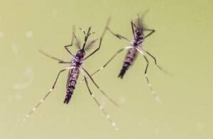 Chikungunya, cosa stiamo sbagliando? “Zanzare avanzano e servono più dati”