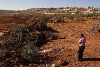 Cisgiordania, bulldozer israeliani sradicano centinaia di olivi