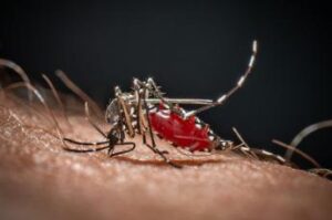 Da Dengue a West Nile, in Italia 40 specie di zanzare: ecco come difendersi
