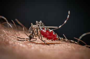 Da Dengue a West Nile, in Italia 40 specie di zanzare: ecco come difendersi
