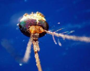 Dalla Dengue al West Nile, quale zanzara le trasmette: come riconoscerle