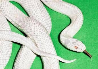 Deftones, in ‘Private Music’ l’equilibrio perfetto tra grazia e ferocia