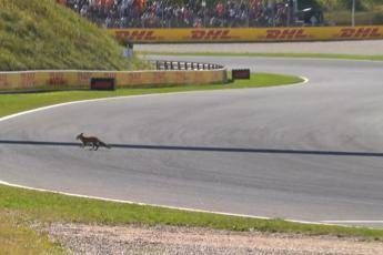 Formula 1, ‘invasione di campo’ in Olanda. Leclerc: “C’è una volpe in pista”